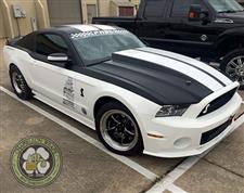 White_Mustang_5.jpg